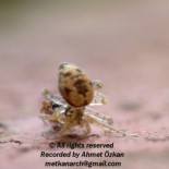 Otra de arañas, ésta con final sorpresa