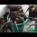 Salen a la luz imágenes de la masacre de cientos de monos en Noveprim [ENG]