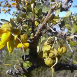 El zoo congelado y el bosque dormido