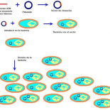 Taq polimerasa o por qué la investigación básica no es tirar el dinero