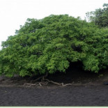 El manzanillo de la muerte, un árbol bajo el que no puedes echarte ni una siesta