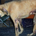 Atan a un perro extraviado y lo queman vivo en un solar de Valencia