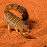 Iberia precinta un avión después de que un escorpión picara a una pasajera