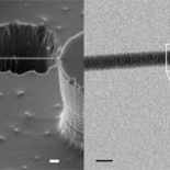 Consiguen primera imagen de ADN a través de un microscopio electrónico