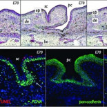 Las escamas de los cocodrilos no están codificadas en sus genes y se forman por fractura mecánica