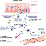 Probiótico para celiacos Made in Spain