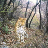 Las mejores fotos de animales salvajes tomadas por cámaras trampa