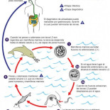 El 'boom' del anisakis