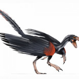 Los dinosaurios con plumas son antibíblicos