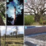 La Tierra se queda sin superárboles