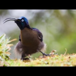 El 'pájaro-ametralladora' que asustó a los japoneses