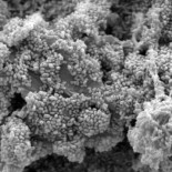 Investigan una bacteria que produce electricidad durante la depuración de agua