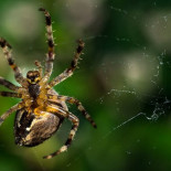 Hipnótico video de una araña tejiendo su tela