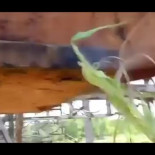 Extraña forma de escuchar la radio