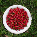 ¿Qué necesidad tienen las guindillas de picar?