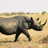 Proponen inyectar veneno o tinte en el cuerno de los rinocerontes para protegerlos de los cazadores (EN)
