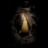 Cómo ver nacer y crecer un roble en 3 minutos