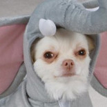 Las 50 fotos más WTF de animales del año