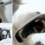 Asi se siente un fotógrafo dentro de una jaula de plexiglás al ser atacado por un oso polar [Eng]