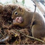 Ardilla madre (adoptiva)