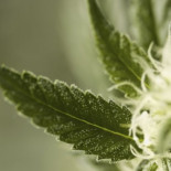 Una veintena de ayuntamientos catalanes piden cambios legales para poder cultivar marihuana