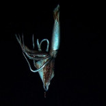 Filtrado el primer vídeo del calamar gigante grabado en libertad