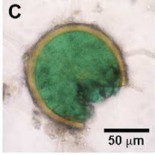 Biorremediación. Hongos que acumulan cobre