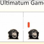 Otra prueba de que los chimpancés colaboran y tienen sentido de la justicia