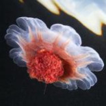 Cazando 'alienígenas' en las profundidades