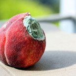 ¿Por qué tiramos tantos alimentos?