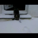 Gato descubre la nieve