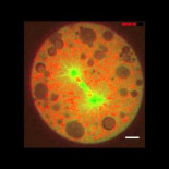 La división celular, como nadie antes la había visto