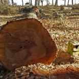 Talan valiosos robles centenarios "por motivos científicos"
