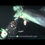 Un delfín acude pidiendo ayuda a unos buzos para que le desenganchen un hilo de pesca de una aleta[ENG]