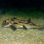 Alerta Magufo: El genoma del tiburón elefante y el error de Darwin