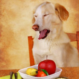 Alimentos prohibidos para los perros