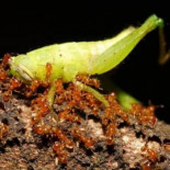 Agricultura no alimentaria en animales