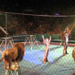 Domadores rusos, incidente...