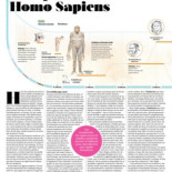 La infancia aseguró la supremacía del Homo Sapiens