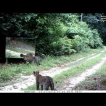 Reacción de dos guepardos al encontrarse con un espejo
