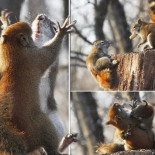Ardillas en una batalla épica por un cacahuete (ENG)