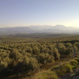 El fracking amenaza el olivar de Jaén