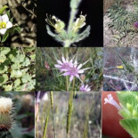 Arrasado un miniparaíso botánico de Madrid que dificultaba su urbanización