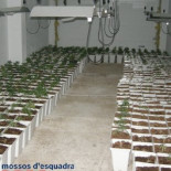 Detienen al número 6 del PP en Girona por tráfico de drogas [CAT]