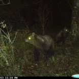 Nacen once oseznos durante un año en el parque natural de Somiedo