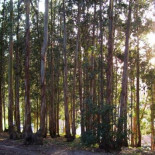 UPYD Asturias pide el aumento de masa forestal de  especies invasoras "rentables"