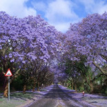 10 túneles de árboles famosos (ENG)