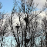 Destruída una de las mayores colonias de cigüeña de Castilla y León por "error"