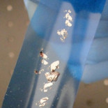 Descubren las propiedades del grafeno para convertir la luz en electricidad