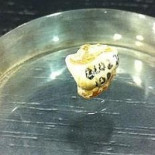 El diente descubierto en Orce (Granada) se convierte en el resto humano más antiguo de Europa